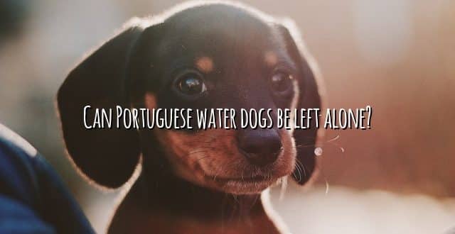 Can Portuguese water dogs be left alone?