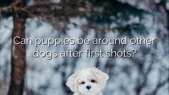 Can puppies be around other dogs after first shots?