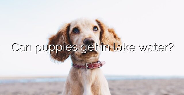 Can puppies get in lake water?