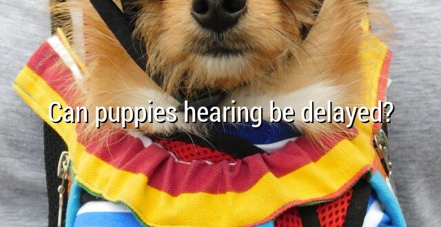 Can puppies hearing be delayed?