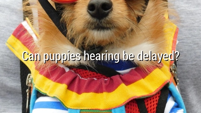 Can puppies hearing be delayed?