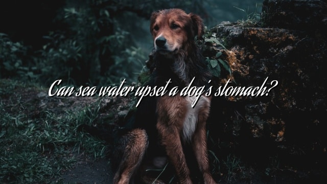 Can sea water upset a dog’s stomach?