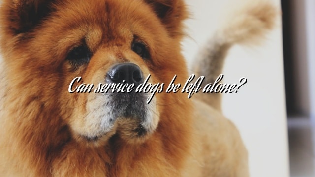 Can service dogs be left alone?