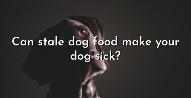 Can stale dog food make your dog sick?