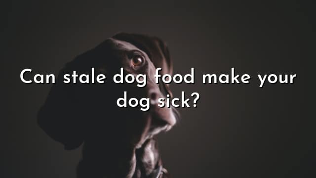 Can stale dog food make your dog sick?