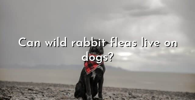 Can wild rabbit fleas live on dogs?
