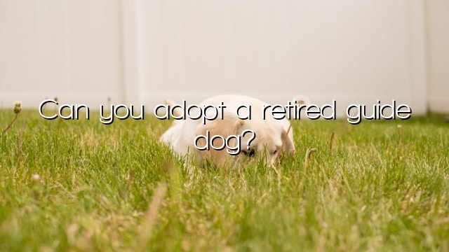 Can you adopt a retired guide dog?