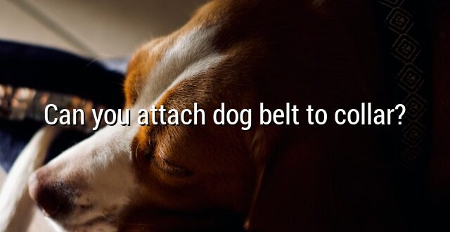 Can you attach dog belt to collar?