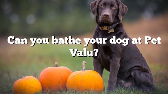 Can you bathe your dog at Pet Valu?