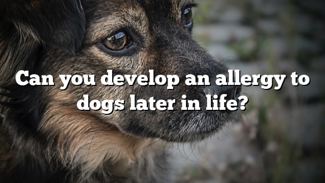 Can you develop an allergy to dogs later in life?