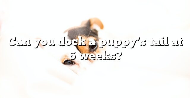 Can you dock a puppy’s tail at 6 weeks?