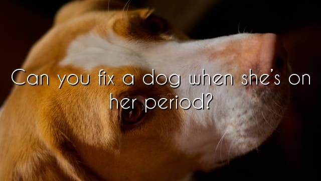 Can you fix a dog when she’s on her period?