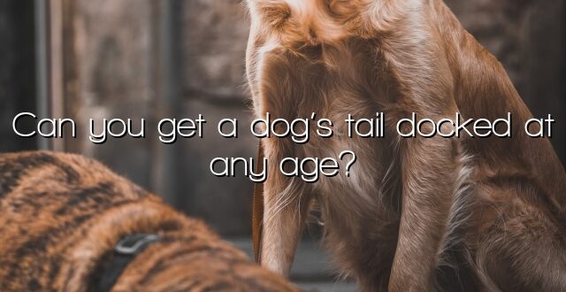 Can you get a dog’s tail docked at any age?