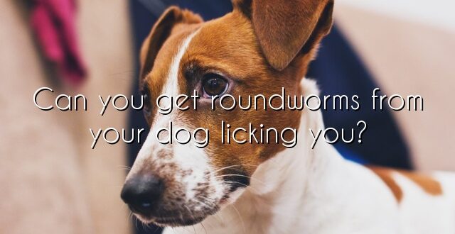 Can you get roundworms from your dog licking you?
