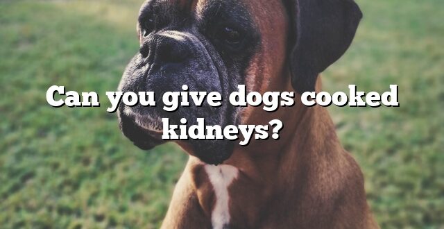 Can you give dogs cooked kidneys?
