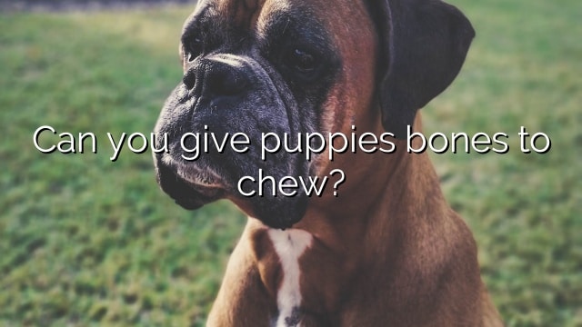 Can you give puppies bones to chew?