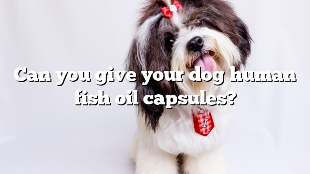 Can you give your dog human fish oil capsules?