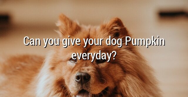 Can you give your dog Pumpkin everyday?