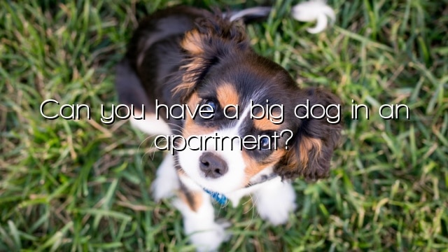 Can you have a big dog in an apartment?