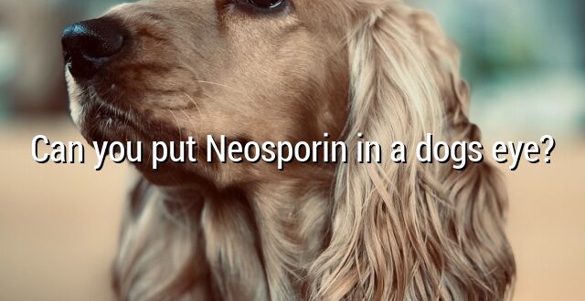 Can you put Neosporin in a dogs eye?