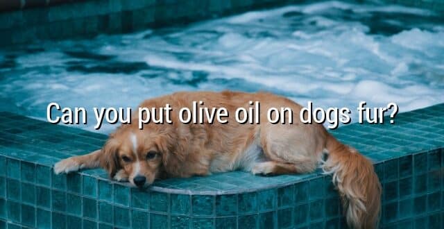 Can you put olive oil on dogs fur?