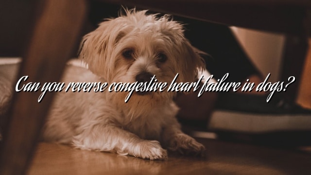 Can you reverse congestive heart failure in dogs?
