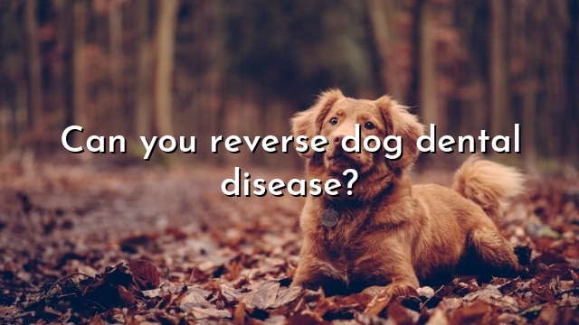 Can you reverse dog dental disease?