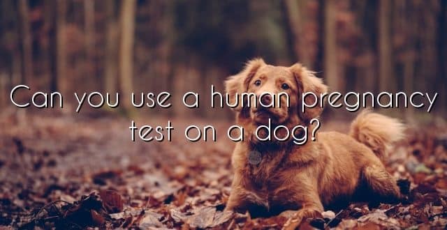 Can you use a human pregnancy test on a dog?