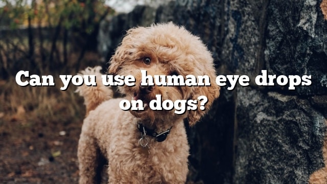 Can you use human eye drops on dogs?