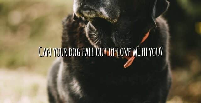 Can your dog fall out of love with you?