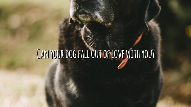 Can your dog fall out of love with you?