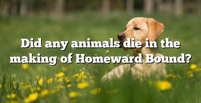 Did any animals die in the making of Homeward Bound?