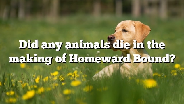 Did any animals die in the making of Homeward Bound?