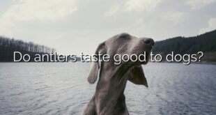 Do antlers taste good to dogs?
