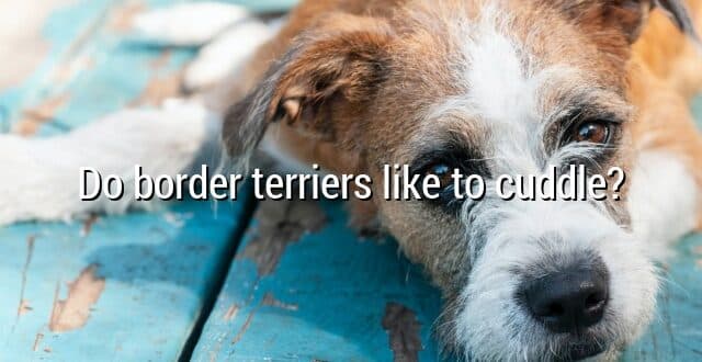 Do border terriers like to cuddle?
