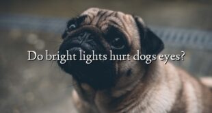 Do bright lights hurt dogs eyes?