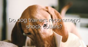 Do dog trainers recommend shock collars?