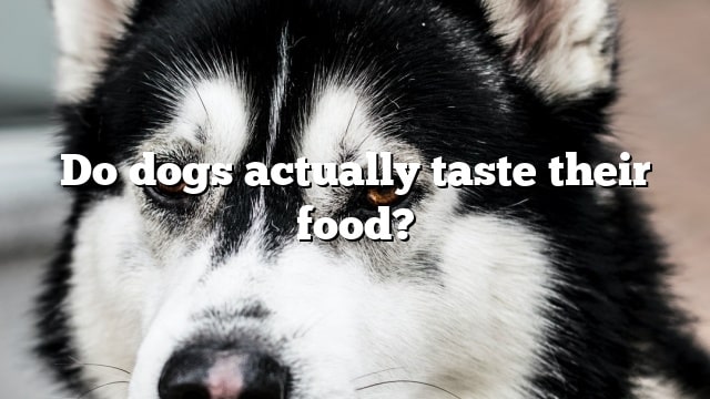 Do dogs actually taste their food?