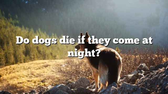 Do dogs die if they come at night?