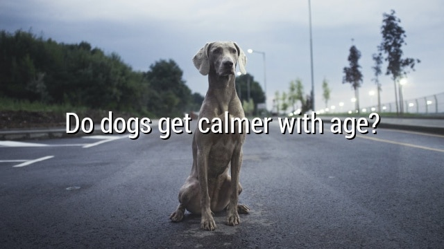 Do dogs get calmer with age?