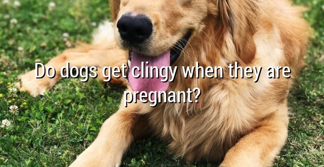 Do dogs get clingy when they are pregnant?