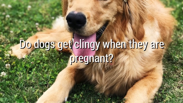 Do dogs get clingy when they are pregnant?