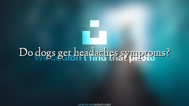 Do dogs get headaches symptoms?