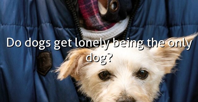Do dogs get lonely being the only dog?