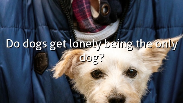 Do dogs get lonely being the only dog?