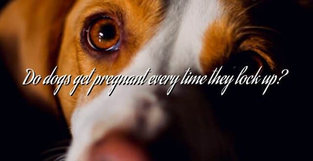 Do dogs get pregnant every time they lock up?