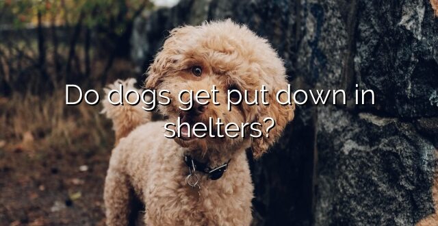 Do dogs get put down in shelters?