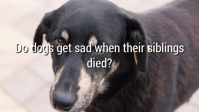 Do dogs get sad when their siblings died?