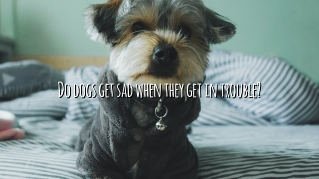 Do dogs get sad when they get in trouble?