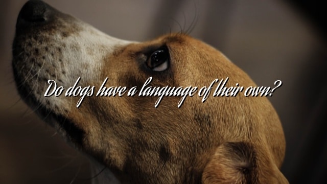 Do dogs have a language of their own?